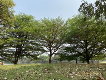 Trees on field against sky