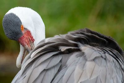 Close-up of a bird