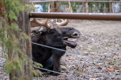 Moose laying down at the zoo