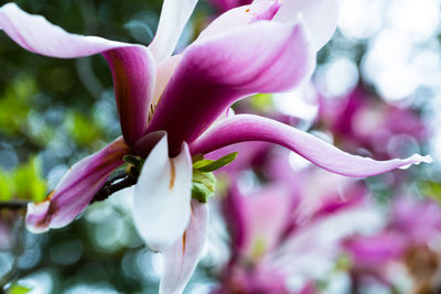 Close-up of pink flowering plant