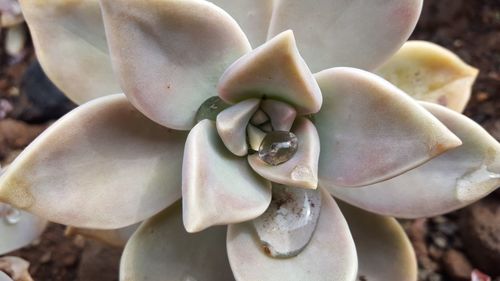 Close-up of white flowering plant