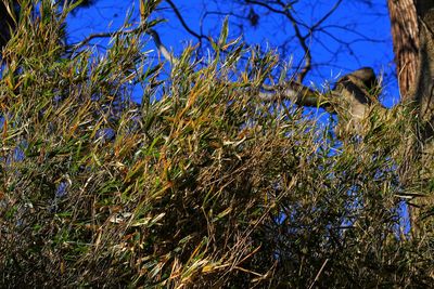 Low angle view of trees on field against blue sky