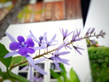 Close-up of purple flowering plant