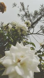 Close-up of white flowers