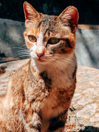 Close-up of cat