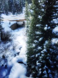 Scenic view of snow covered trees