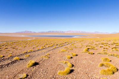 Scenic view of beach against clear sky