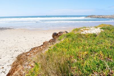 Scenic view of beach against sky