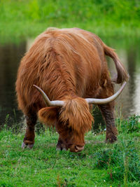 Cow in a field