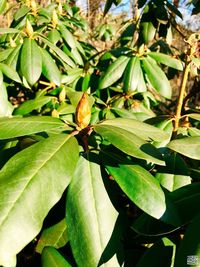 Close-up of insect on plant