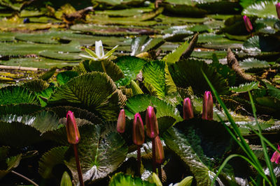 Close-up of plants growing outdoors