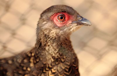 Close-up of a bird looking away