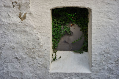 Cat on window