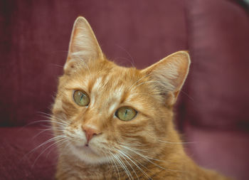 Close-up portrait of cat