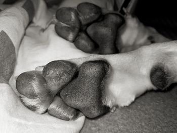 Close-up of dog sleeping