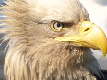 Close-up of animal eye