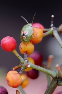 Close-up of berries growing on tree