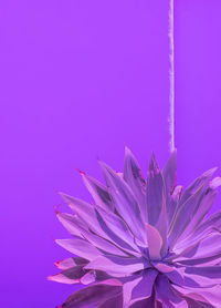 Purple creative aloe and wall background. minimal floral botanical aesthetic. very peri trends