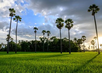 Scenic view of palm trees on field against sky viewpoint dong tan sam khok , pathum thani, thailand