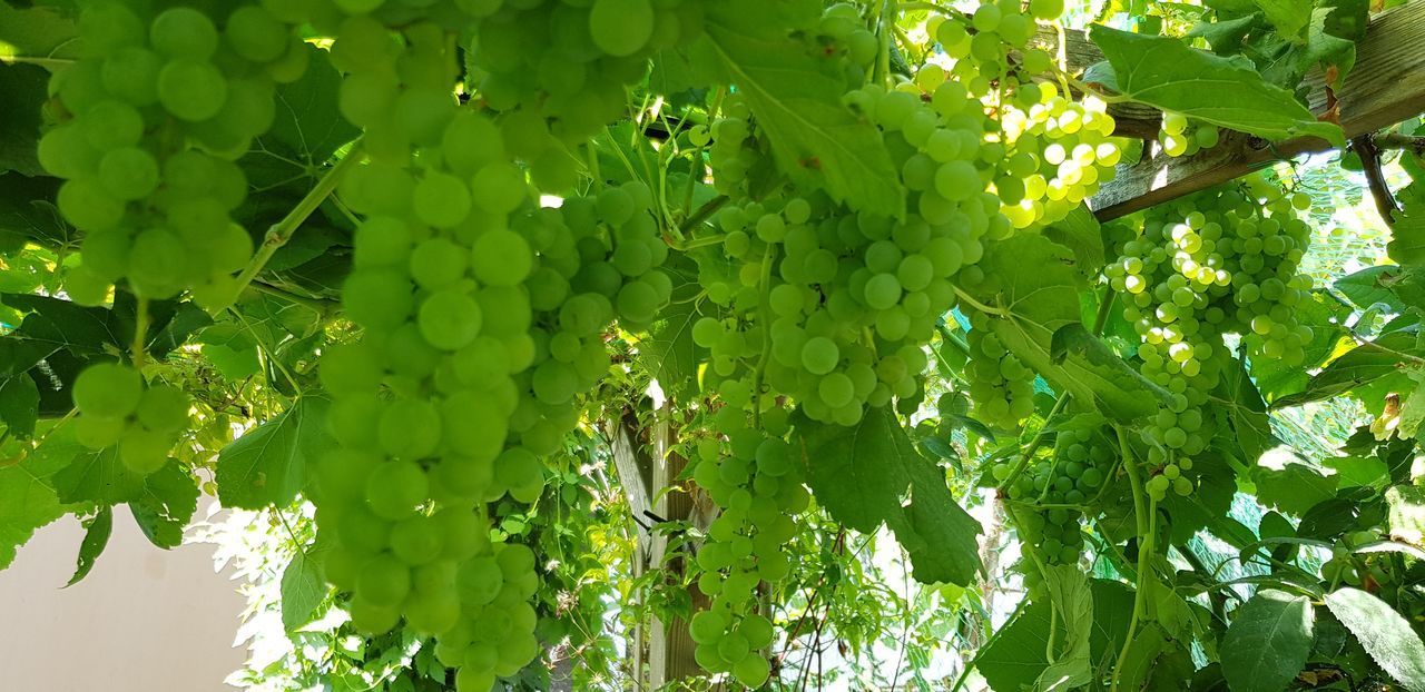 GRAPES HANGING FROM TREE