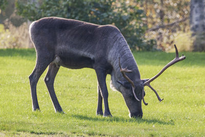 Side view of a horse grazing in field