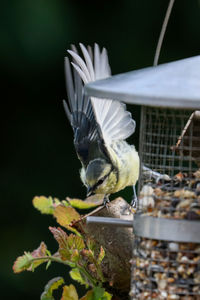 Close-up of bird perching on feeder