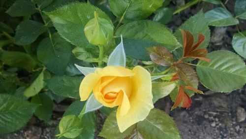 Close-up of yellow flower