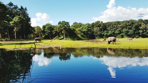 Scenic view of lake by trees against sky