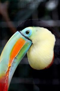 Close-up of parrot