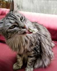 Close-up portrait of a cat