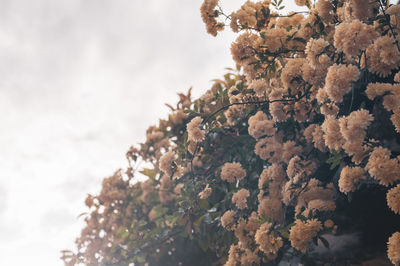 Close-up of flowering plant against sea