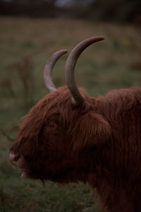 Close-up of buffalo