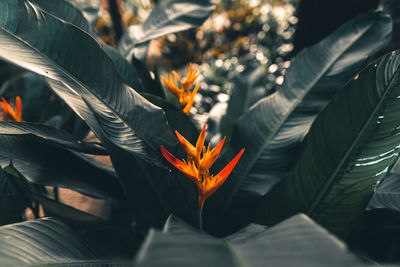 Close-up of orange leaves on flowering plant