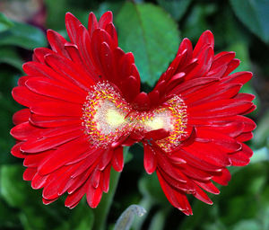 Close-up of red rose flower in park