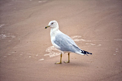 Close-up of seagull perching on sand at beach