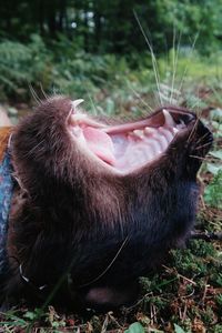 Siamese cat yawning