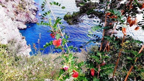 High angle view of purple flowering plants on land