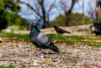 Pigeon perching on a field