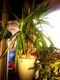 Close-up of potted plants