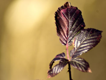 Close-up of plant