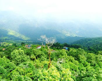 Scenic view of forest against sky