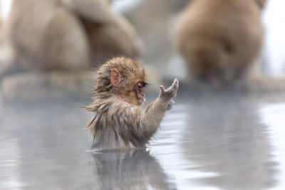 Japanese macaque in hot spring