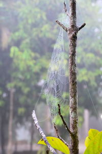 Close-up of spider web