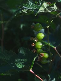 Close-up of berries growing on tree