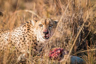 Portrait of cheetah standing amidst grass at forest