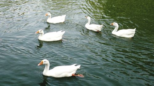 High angle view of swans swimming in lake