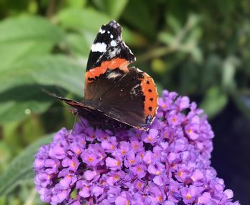 Close-up of butterfly pollinating on purple flower