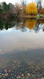 Reflection of trees in calm lake