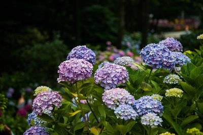 Close-up of hydrangea flowers