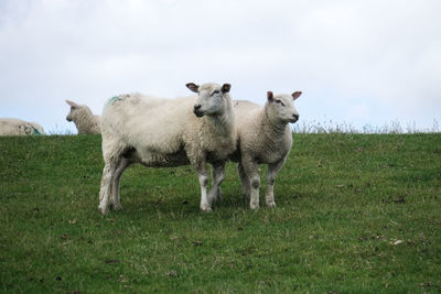 Two sheep standing in a field